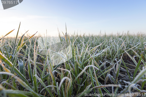 Image of green wheat, frost 
