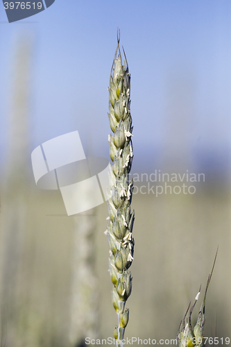 Image of unripe ears of wheat 