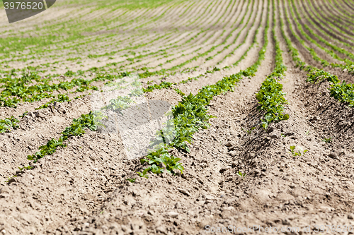 Image of Agriculture. Green potatoes  
