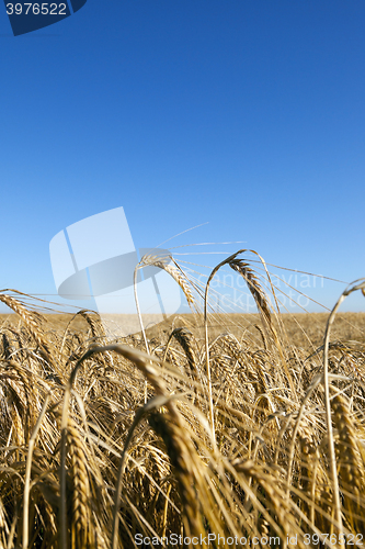 Image of agricultural field with cereal  