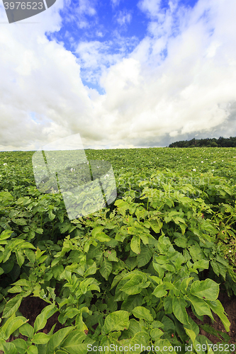 Image of Photo agriculture, Europe  