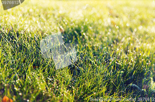 Image of close up of green grass with dew