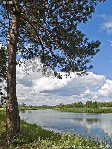 Image of Tree on a coast of river in country