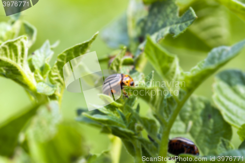 Image of Colorado potato beetle in the field 