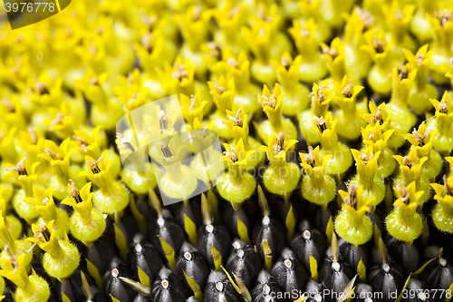 Image of part ripe sunflower with seeds  