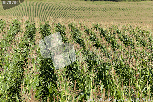 Image of Corn field, summer  