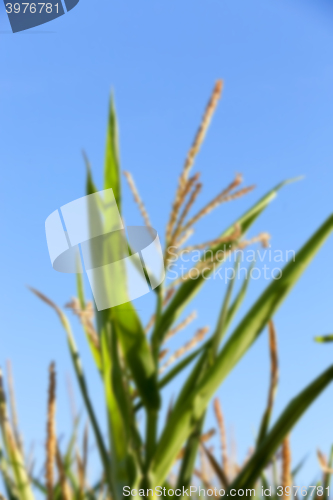 Image of Green immature corn  