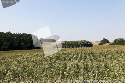 Image of cornfield, blue sky 