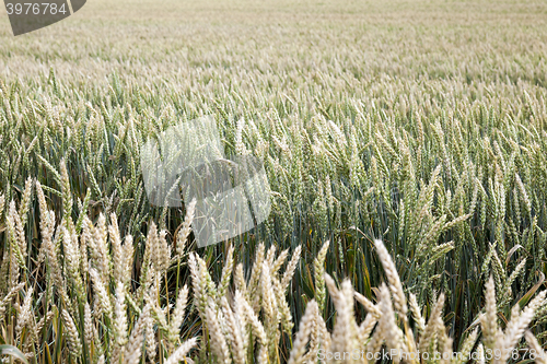 Image of green cereals, close-up 