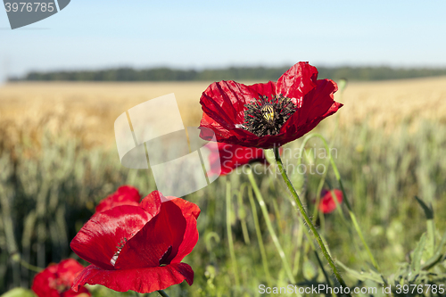 Image of red poppies in a field  