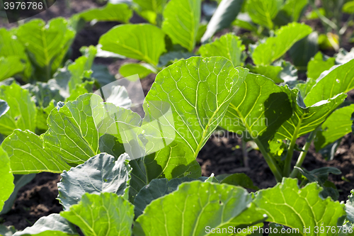Image of Field of cabbage, spring  