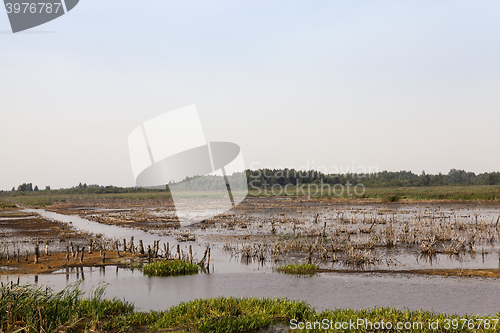 Image of swamp, the end of summer 