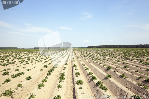 Image of Agriculture,   potato field  