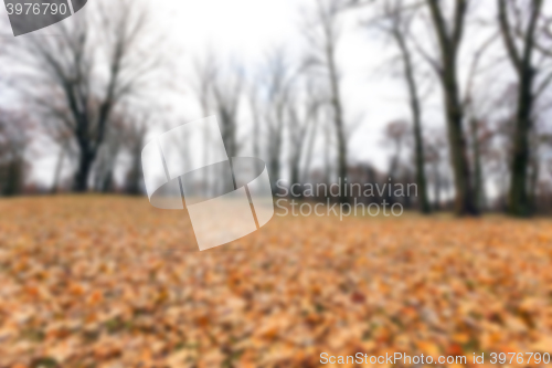 Image of Autumn Park, overcast  