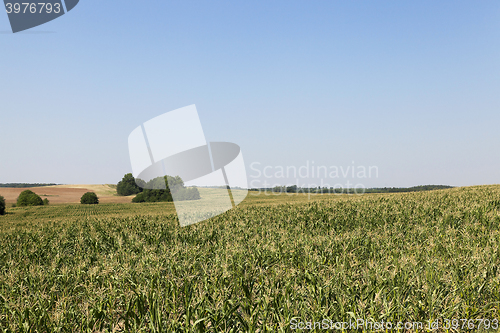 Image of cornfield, blue sky 