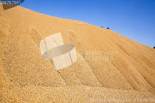 Image of wheat crop , cereals