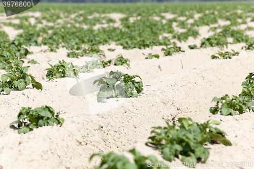 Image of Field with potato  