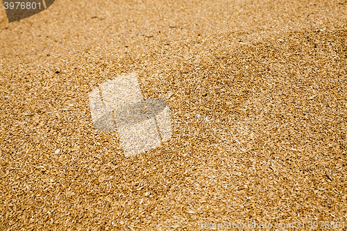 Image of heap of wheat grains  