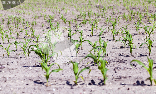 Image of corn field. close-up  