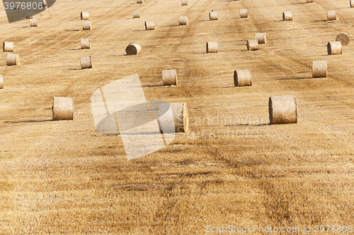 Image of harvest of cereals  