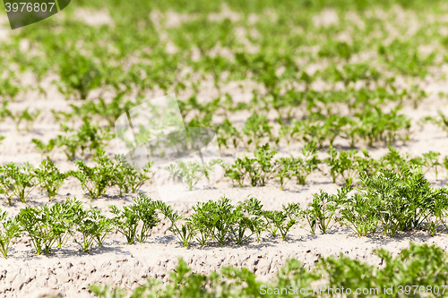 Image of Field with carrot 