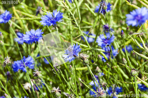 Image of blue cornflower ,  spring