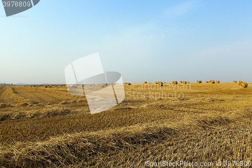 Image of haystacks in a field of straw 