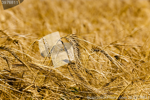 Image of  grow ripe cereals