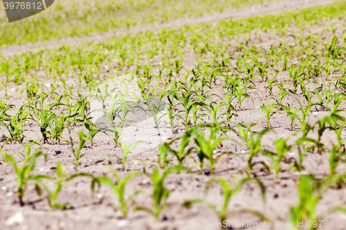 Image of corn field. close-up 