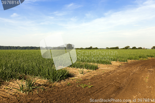 Image of sprouts green onions  