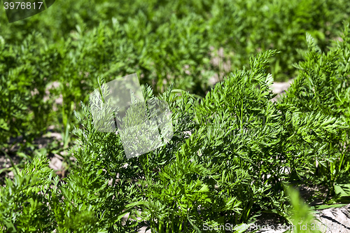 Image of Field with carrot  