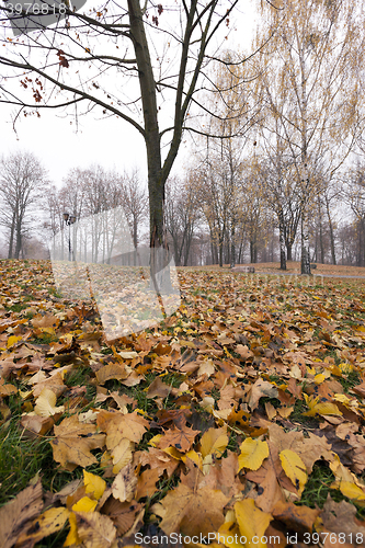 Image of Autumn Park, overcast  