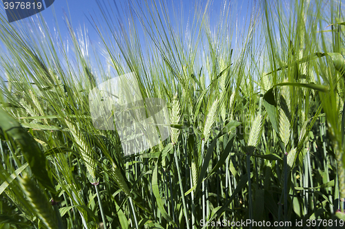 Image of immature grass sky  