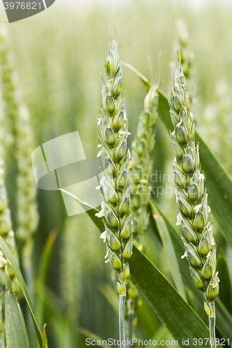 Image of unripe ears of wheat 