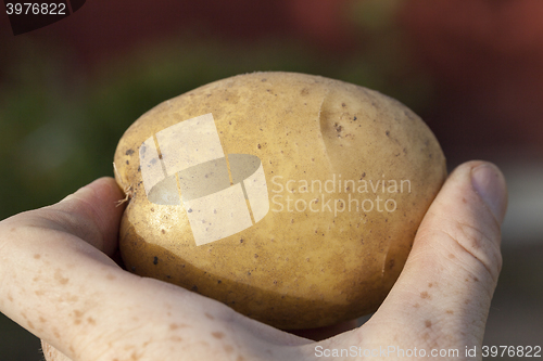 Image of Potatoes in hand  