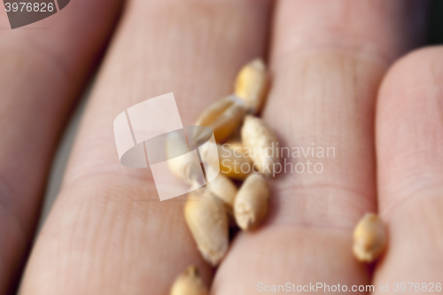 Image of wheat, close-up  