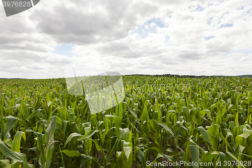 Image of corn field, summer  