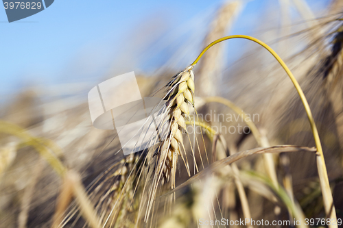 Image of farm field cereals  