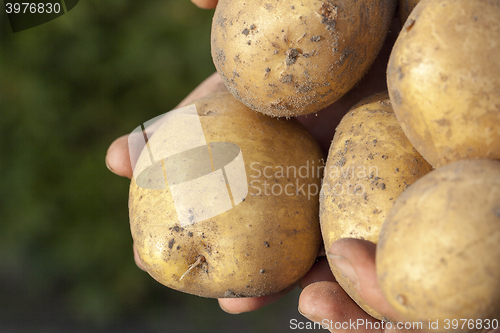 Image of Potatoes in hand  