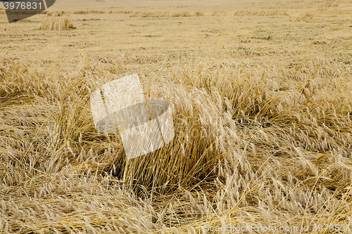Image of ripe yellow cereals  