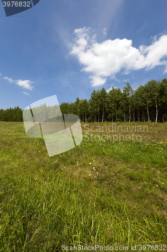 Image of trees in spring  