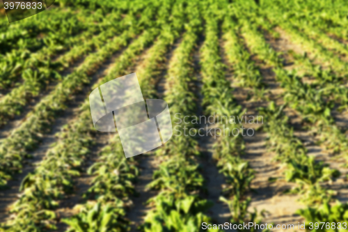 Image of beetroot in field  