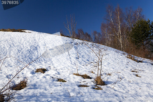 Image of trees in winter  