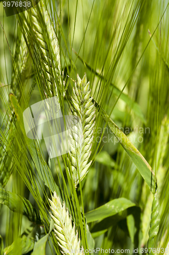 Image of green cereals, close-up  