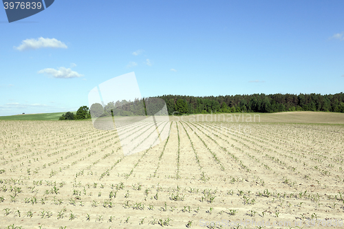 Image of corn field, agriculture 