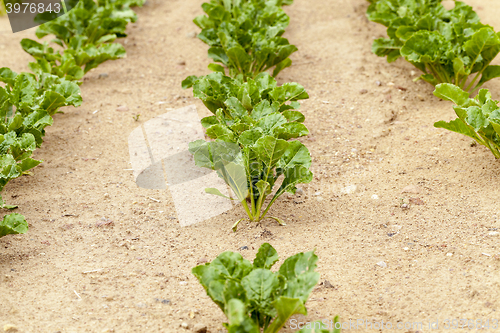 Image of Field with sugar beet  
