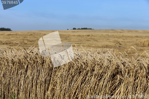 Image of ripe yellow cereals 