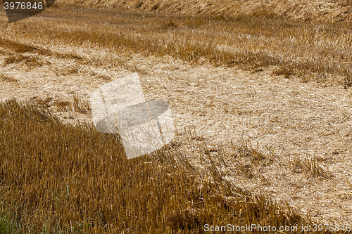 Image of cereal farming field  