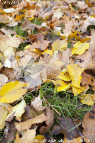 Image of Autumn Park, overcast  