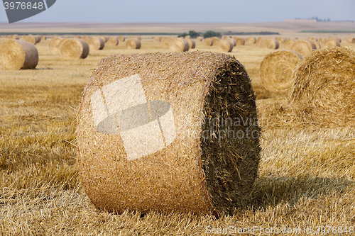 Image of stack of straw in the field  